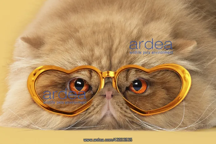 : Persian Cat wearing heart shaped gold sunglasses : Persian Cat wearing heart shaped gold sunglasses