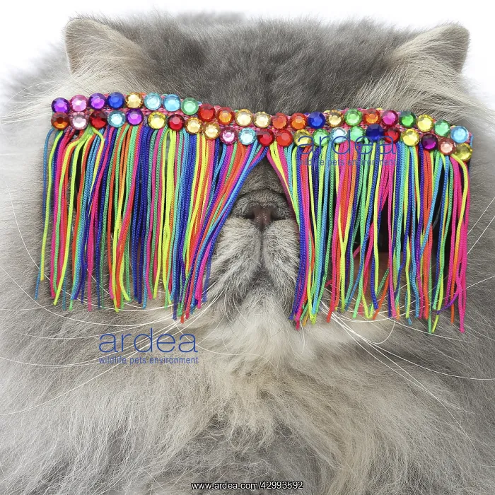 : Persian Cat wearing tassel sunglasses : Persian Cat wearing tassel sunglasses
