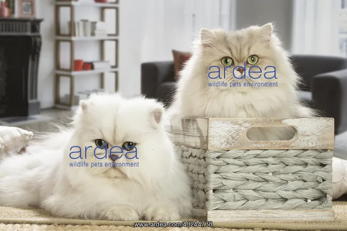  : Two Persian Cats indoors