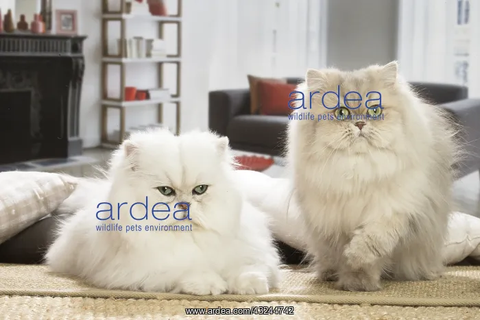  : Two Persian Cats indoors