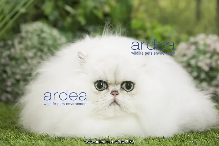 : Persian Chinchilla Cat : Persian Chinchilla Cat