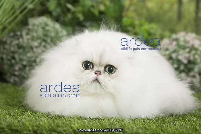 : Persian Chinchilla Cat : Persian Chinchilla Cat