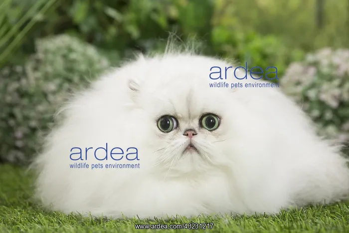: Persian Chinchilla Cat : Persian Chinchilla Cat