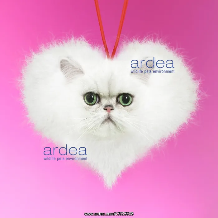 : Persian Chinchilla Cat, fluffy heart shape : Persian Chinchilla Cat, fluffy heart shape