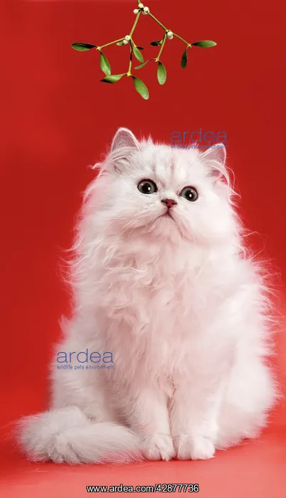 : Persian Chinchilla Cat - long-haired, under mistletoe : Persian Chinchilla Cat - long-haired, under mistletoe