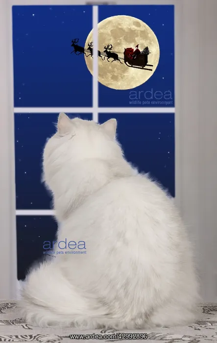 : Persian Chinchilla Cat, looking out of window : Persian Chinchilla Cat, looking out of window