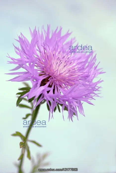 : Persian Cornflower, Centaurea dealbata, Side view : Persian Cornflower, Centaurea dealbata, Side view