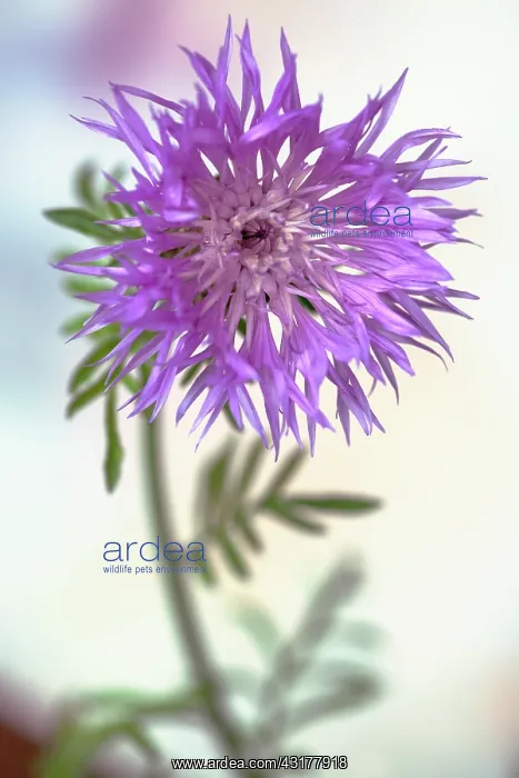 : Persian Cornflower, Centaurea dealbata, Side view : Persian Cornflower, Centaurea dealbata, Side view