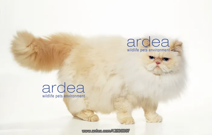  : Persian Cream Point Himalayan Cat