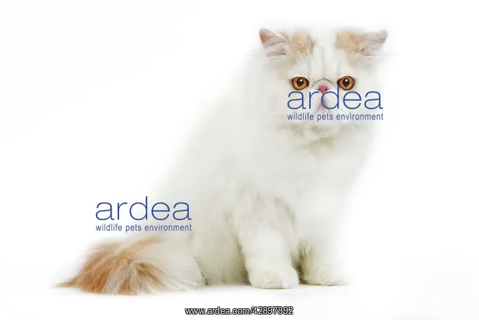  : Persian Cream and White Van Cat