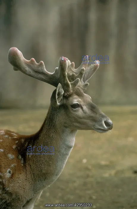 : Persian Fallow Deer - male : Persian Fallow Deer - male