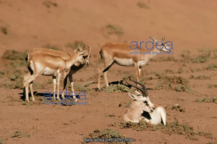 : Persian Goitered GAZELLE : Persian Goitered GAZELLE