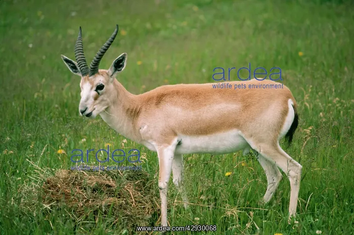  : Persian Goitered GAZELLE - side view. Male