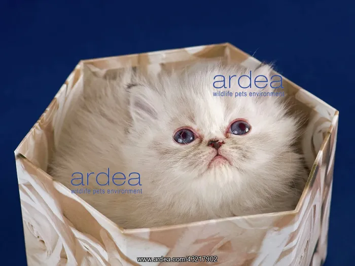 : Persian kitten, 5 weeks, in a box : Persian kitten, 5 weeks, in a box
