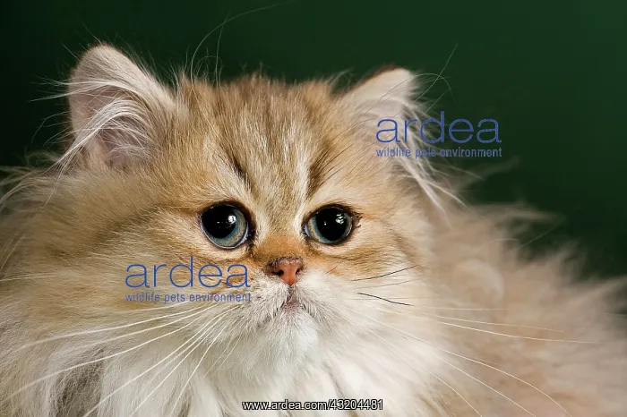 : Persian Kitten, Golden Shaded : Persian Kitten, Golden Shaded