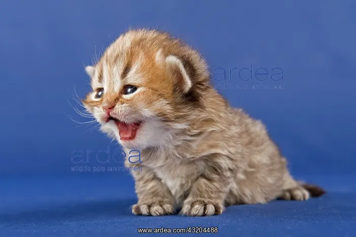 : Persian kitten, Golden Tortie Shaded : Persian kitten, Golden Tortie Shaded