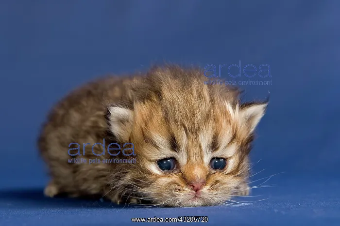 : Persian kitten, Golden Tortie Shaded : Persian kitten, Golden Tortie Shaded