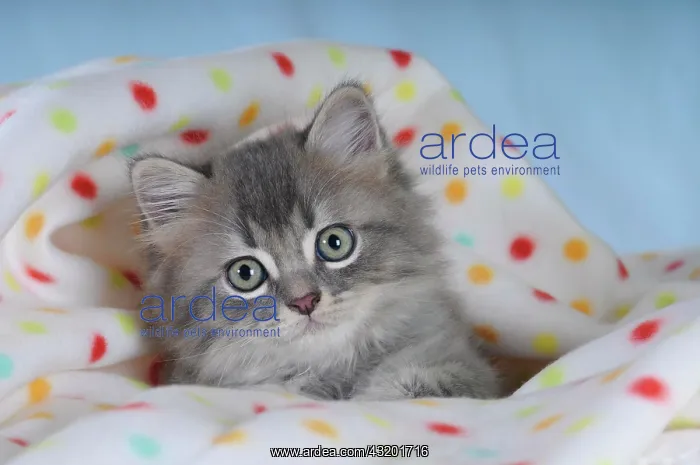 : Persian kitten on a spotted blanket : Persian kitten on a spotted blanket