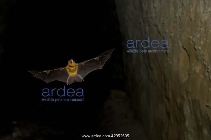 : Persian leaf nosed Bat - in flight : Persian leaf nosed Bat - in flight