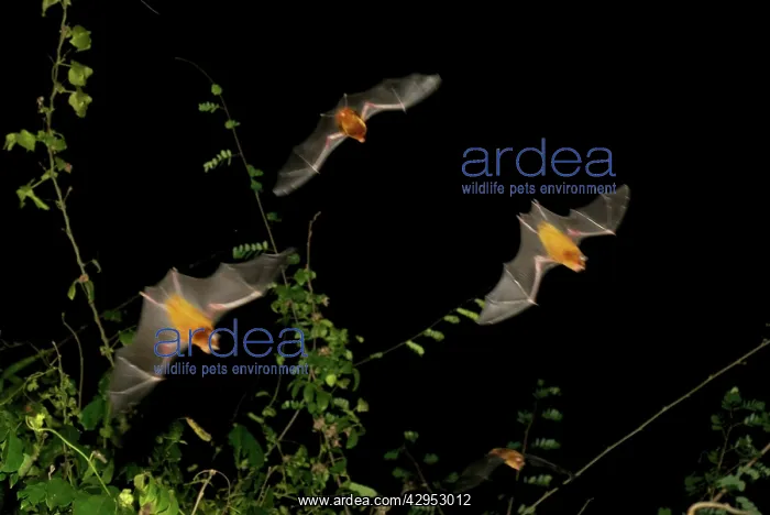 : Persian leaf nosed Bat - in flight : Persian leaf nosed Bat - in flight