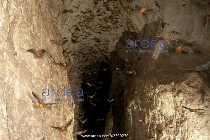 : Persian Leaf Nosed Bats - in flight in cave : Persian Leaf Nosed Bats - in flight in cave