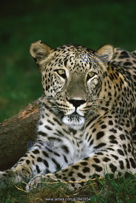 : PERSIAN LEOPARD