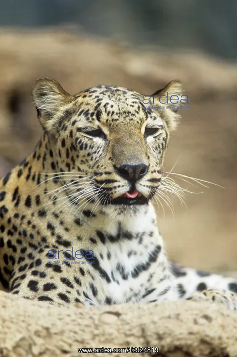 : PERSIAN LEOPARD : PERSIAN LEOPARD