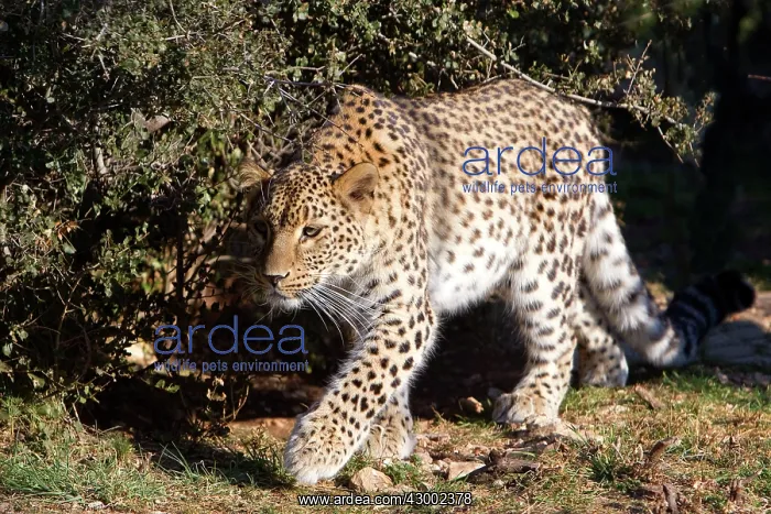 : Persian Leopard / Caucasian Leopard : Persian Leopard / Caucasian Leopard