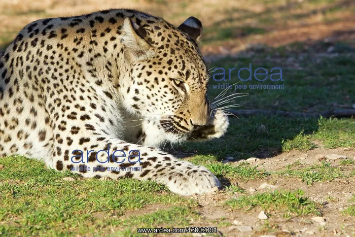 : Persian leopard / Caucasian leopard : Persian leopard / Caucasian leopard