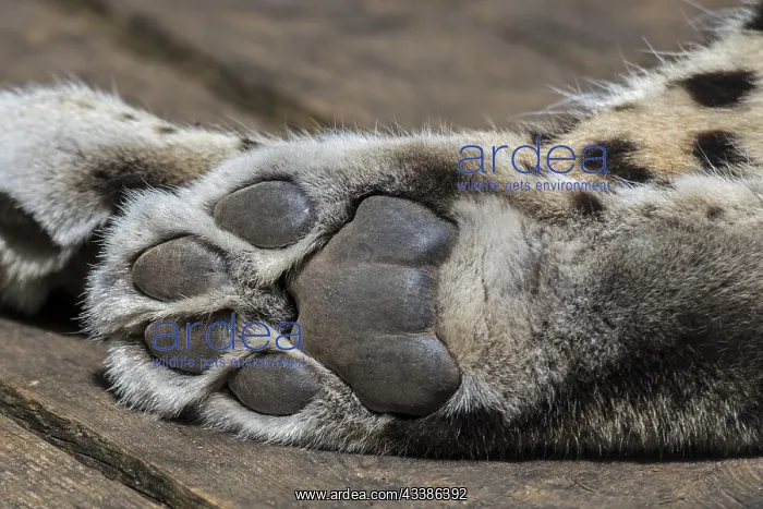 : Persian leopard, close-up of rear paw of hindlim : Persian leopard, close-up of rear paw of hindlim