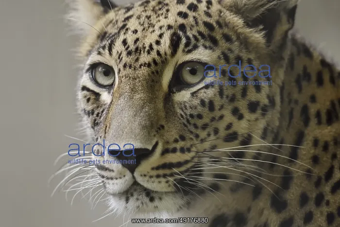 : Persian leopard (Panthera pardus saxicolor) : Persian leopard (Panthera pardus saxicolor)