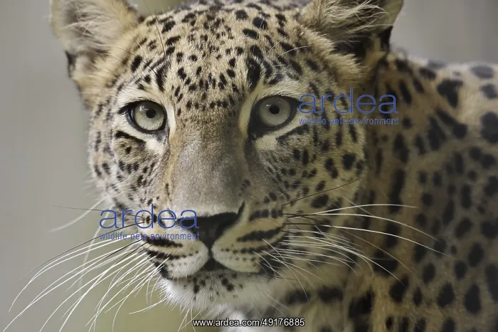 : Persian leopard (Panthera pardus saxicolor) : Persian leopard (Panthera pardus saxicolor)