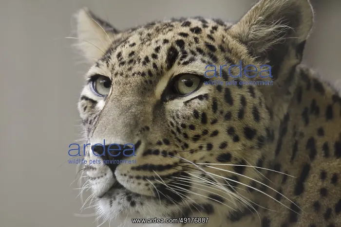 : Persian leopard (Panthera pardus saxicolor) : Persian leopard (Panthera pardus saxicolor)