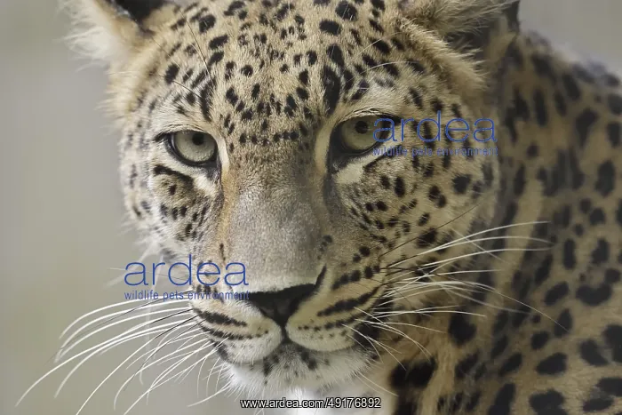 : Persian leopard (Panthera pardus saxicolor) : Persian leopard (Panthera pardus saxicolor)