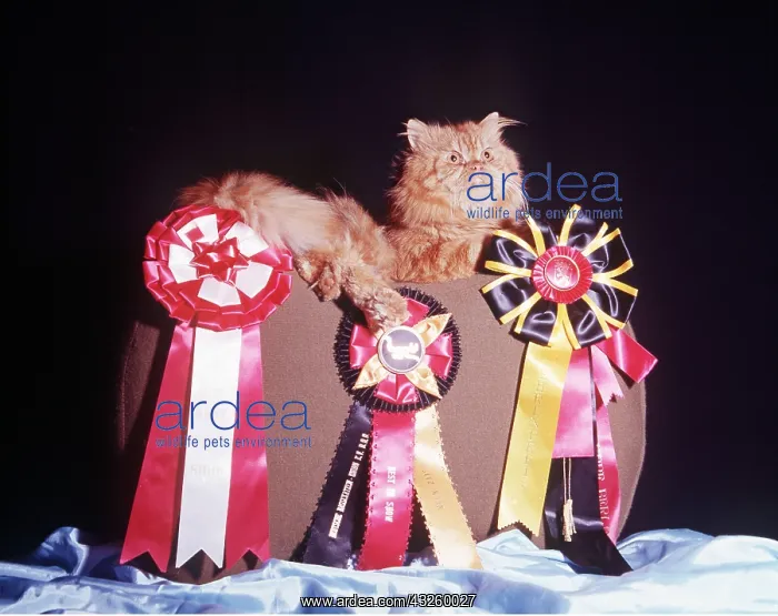 : Persian Red Tabby CAT - with winning rosettes : Persian Red Tabby CAT - with winning rosettes