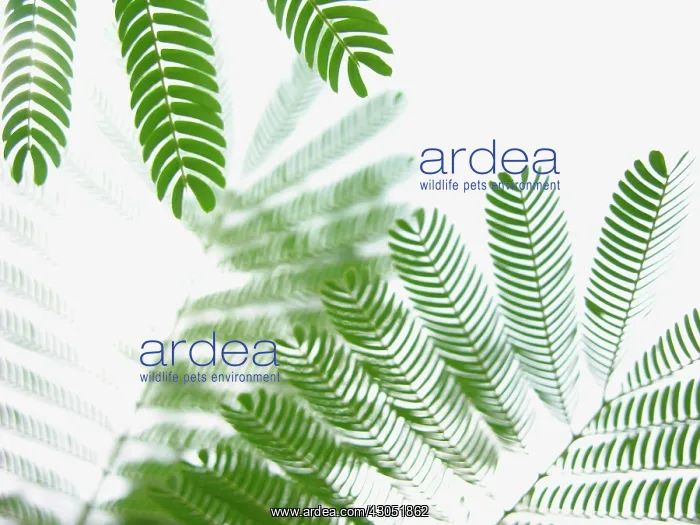 : PersianAcacia : PersianAcacia