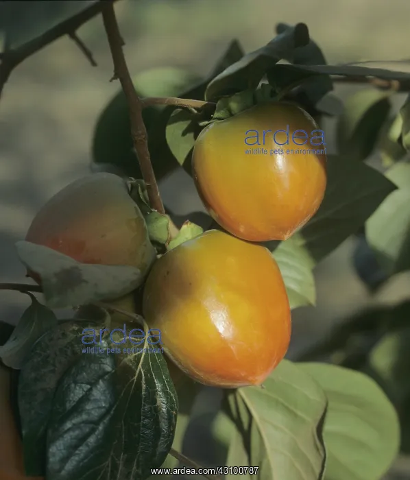 : Persimmon (Diospyros kaki) : Persimmon (Diospyros kaki)
