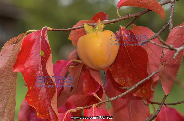 : Persimmon - fruit with autumn leaves : Persimmon - fruit with autumn leaves