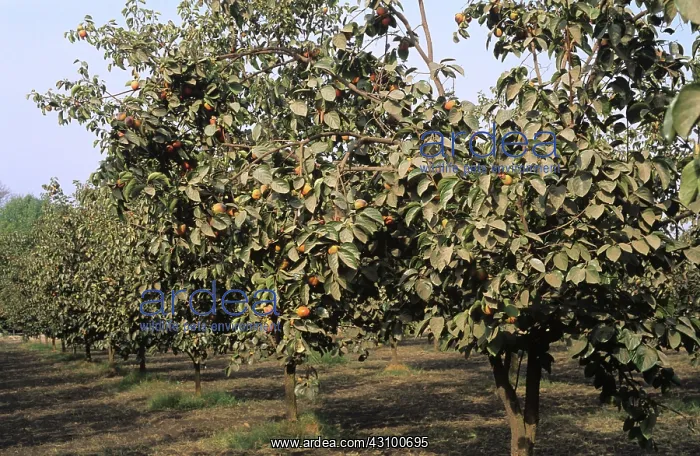 : Persimmon orchard : Persimmon orchard