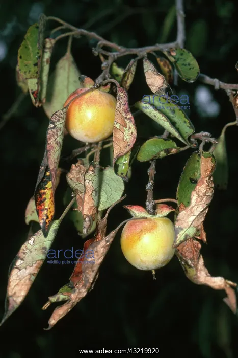 : Persimmons : Persimmons