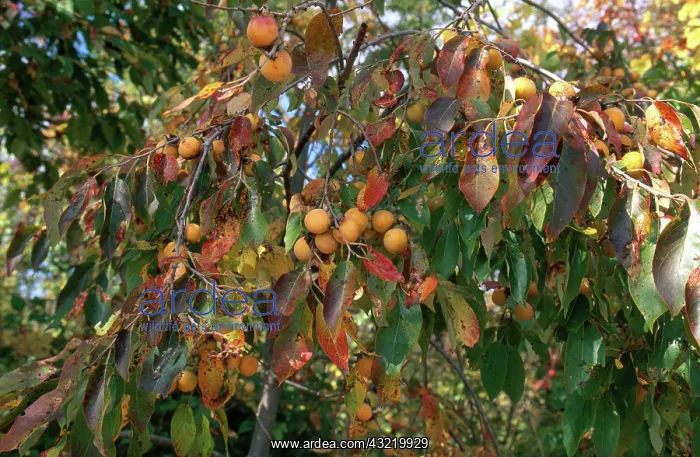 : Persimmons : Persimmons