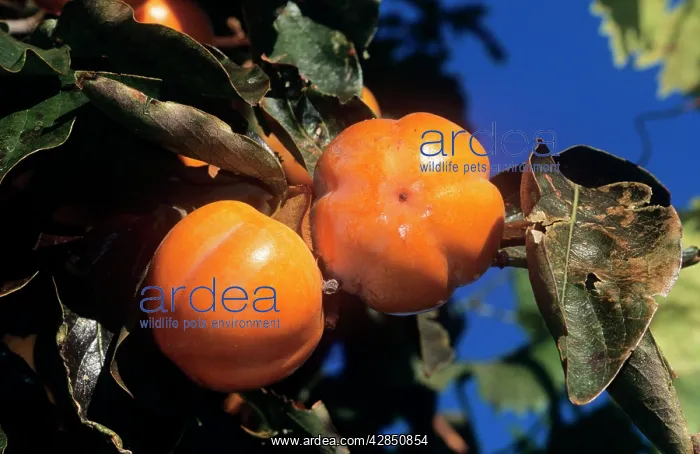 : PERSIMMONS / Sharon Fruit : PERSIMMONS / Sharon Fruit
