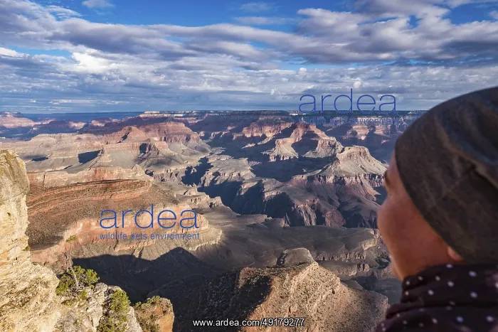 : Person admiring sunlight and shadows in the Grand Canyon : Person admiring sunlight and shadows in the Grand Canyon