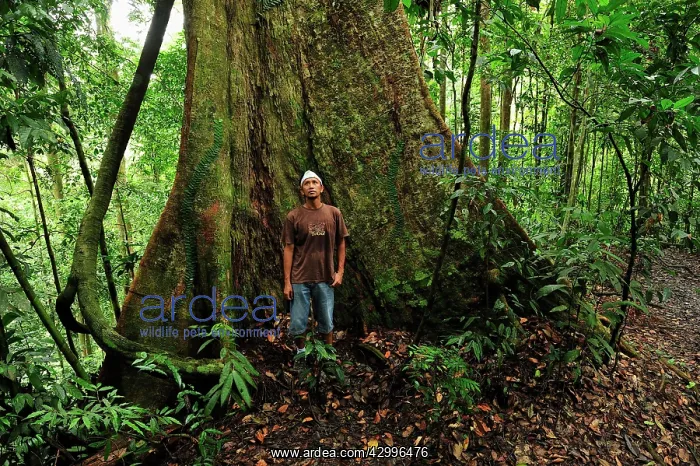 : Person in front of a buttressed Meranti wood / : Person in front of a buttressed Meranti wood /