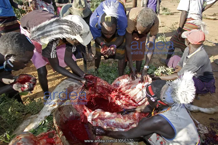 : Person drinking blood during the Pokot Sapana Ceremony Kenya : Person drinking blood during the Pokot Sapana Ceremony Kenya