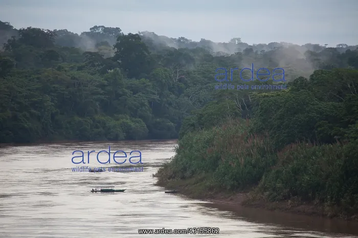 : One person drives a boat for ecotourists on the Tambopata Ri : One person drives a boat for ecotourists on the Tambopata Ri