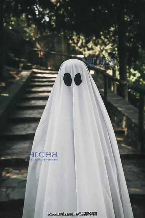 : Person ghost costume standing forest : Person ghost costume standing forest
