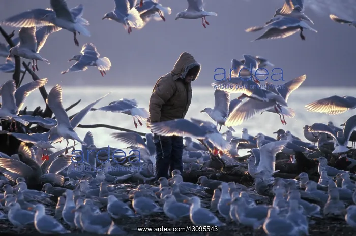 : Person with Gulls : Person with Gulls