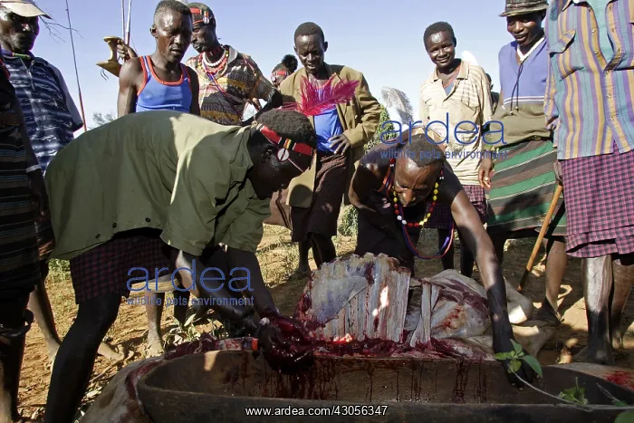 : Person during the Pokot Sapana Ceremony Kenya : Person during the Pokot Sapana Ceremony Kenya