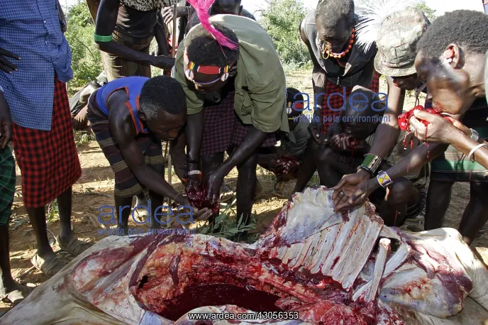 : Person during the Pokot Sapana Ceremony Kenya : Person during the Pokot Sapana Ceremony Kenya